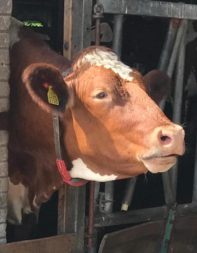 LeimuidenHerberg Boerderij De Straat-Hof住宿加早餐旅馆 外观 照片